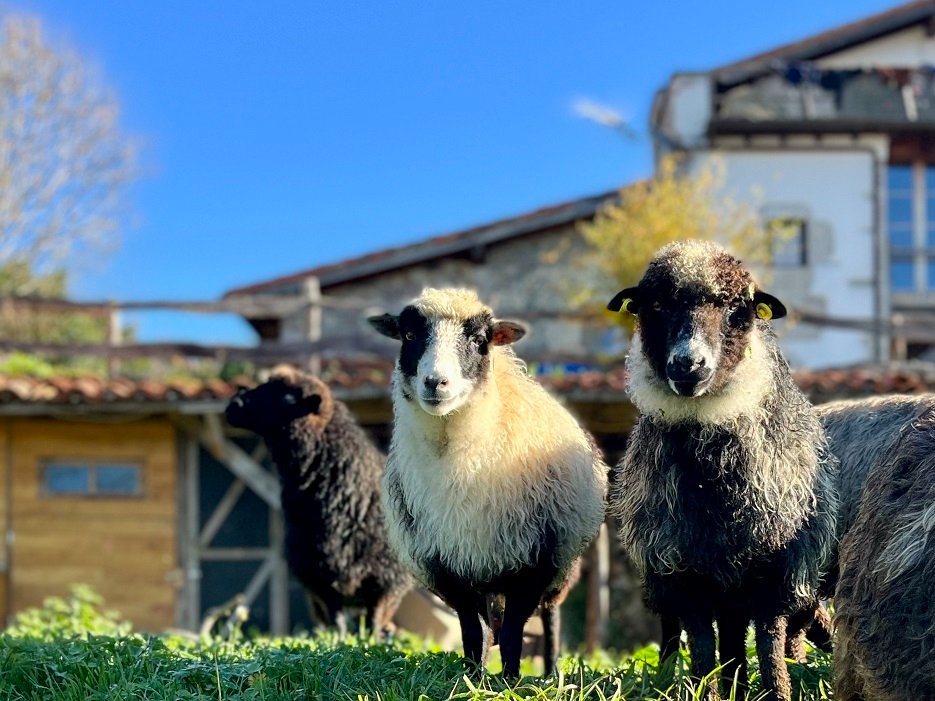 farm sheep