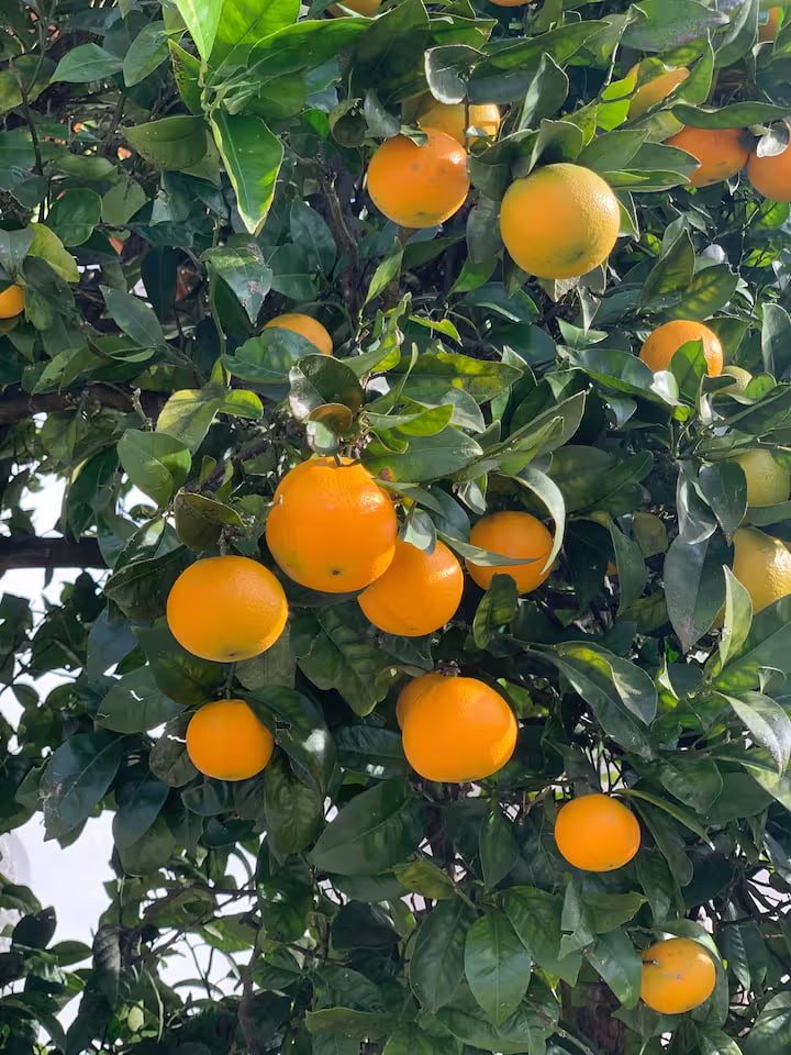 Secret Spa 2 Naranjas